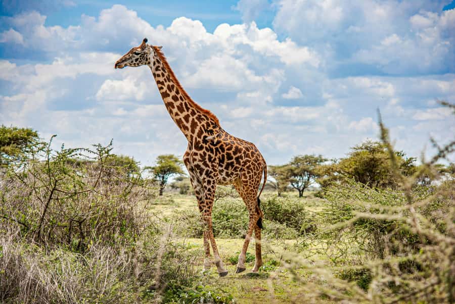 3-Day Safari to Serengeti & Ngorongoro + Balloon experience - Why the 4x4 setup and pop-up roof matter