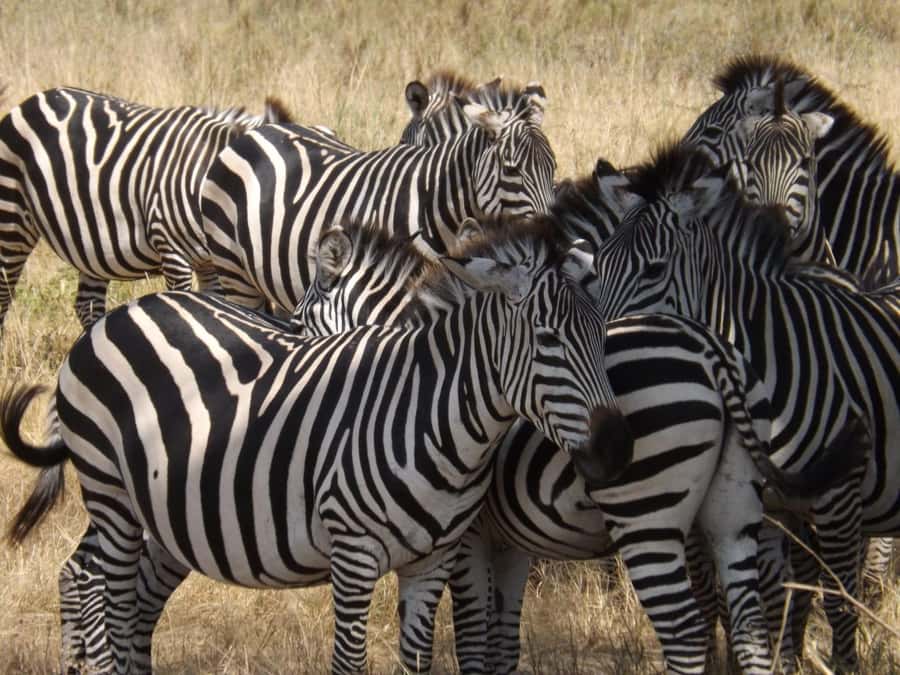 3-Day Safari to Serengeti & Ngorongoro + Balloon experience - Food, comfort, and what the included meals really mean