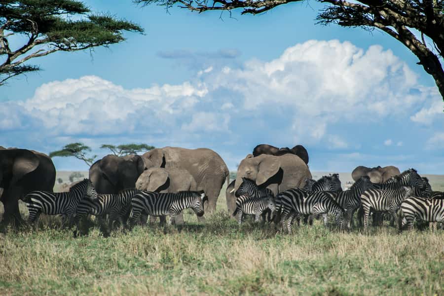 3-Day Safari to Serengeti & Ngorongoro + Balloon experience - Packing for cold mornings and hot sun swings
