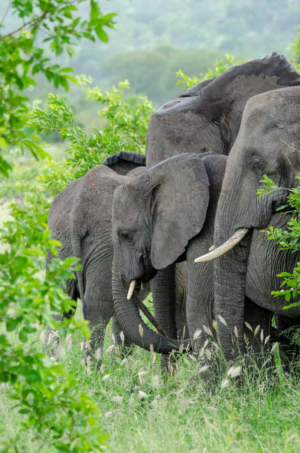 3-Day Safari to Serengeti & Ngorongoro + Balloon experience - Price and value: what you’re really paying for
