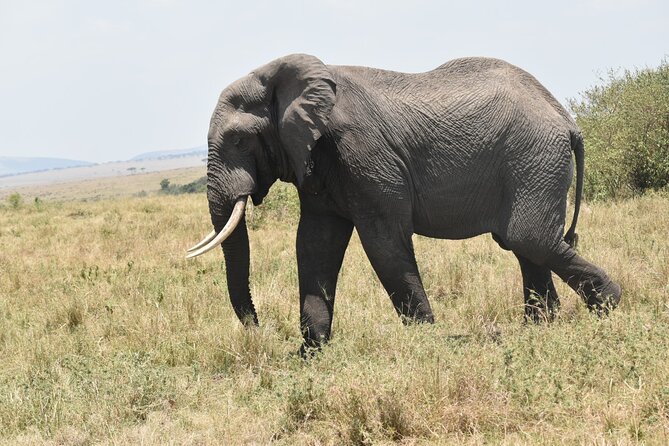 7 Day Private Jeep Safari, 5 star lodges with Balloon Ride Kenya - Day 4: Hell’s Gate white rhinos, possible flamingos, and a biking safari option