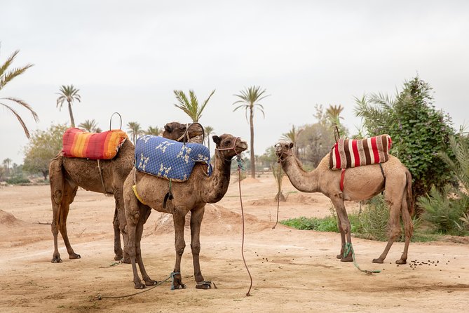 Atlas Mountains Hot Air Balloon Ride from Marrakech with Berber Breakfast and Desert Camel Experience - In the air over the desert: how to get the best photos (and the best feeling)