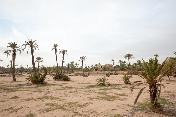 Atlas Mountains Hot Air Balloon Ride from Marrakech with Berber Breakfast and Desert Camel Experience - Camel ride in the Palmeraie desert complex: fun, but keep expectations realistic