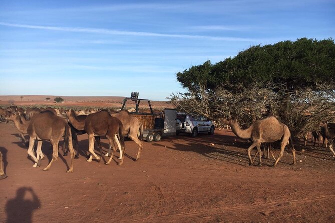 Balloon Flight with Berber Breakfast - Key things to know before you go