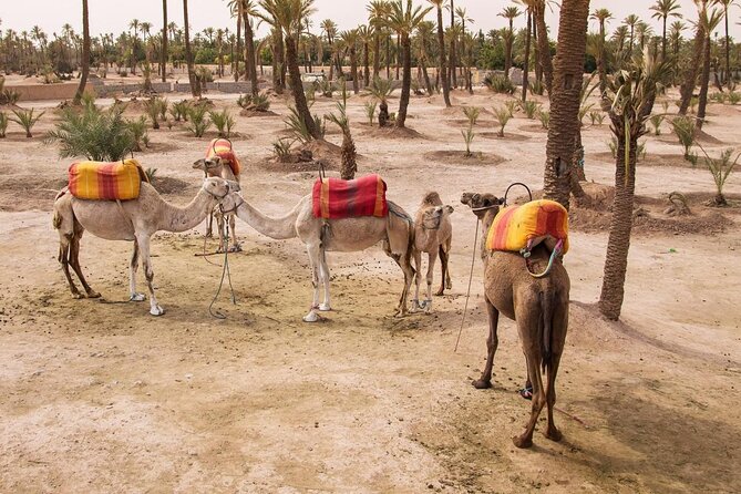 Morning Flight Over Marrakech with Hot Air Balloon Flight - Key things to know before you go