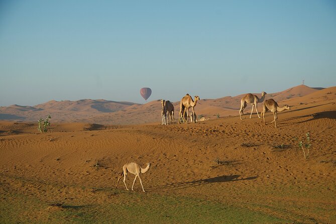 RAK Hot Air Balloon Flight - 50–70 minutes above the dunes: why sunrise ballooning feels different