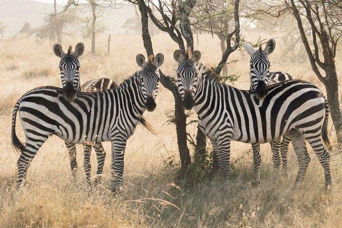 Serengeti Balloon Safari and authentic bush breakfast - Key things to know before you go