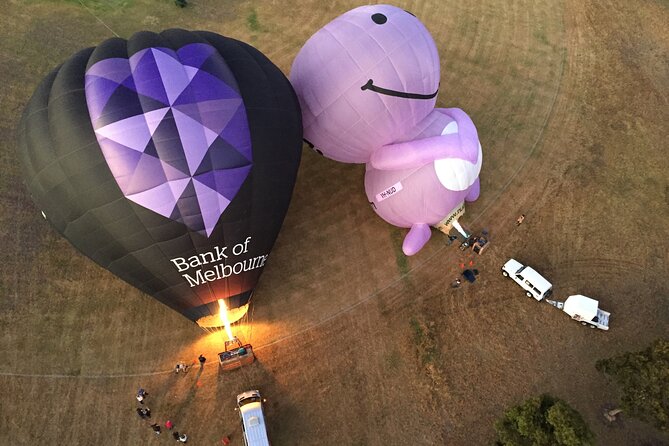 Yarra Valley sunrise balloon flight only - Kangaroo odds: how to spot wildlife without missing the flight